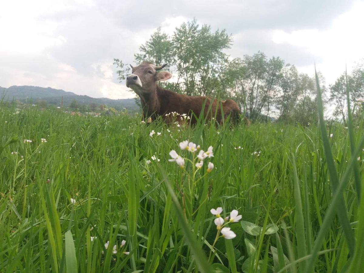 Pensiunea Brezu Sighetu Marmaţiei Exteriér fotografie